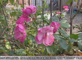 武進新聞